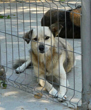 CELINA, Hund, Mischlingshund in Bulgarien - Bild 6