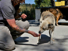 CELINA, Hund, Mischlingshund in Bulgarien - Bild 8