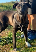 LUCAS, Hund, Labrador Retriever-Mix in Portugal - Bild 15