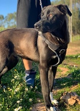 LUCAS, Hund, Labrador Retriever-Mix in Portugal - Bild 18