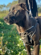 LUCAS, Hund, Labrador Retriever-Mix in Portugal - Bild 19