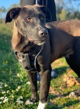 LUCAS, Hund, Labrador Retriever-Mix in Portugal - Bild 21