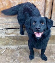 RAUDI, Hund, Mischlingshund in Rumänien