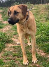 LARA, Hund, Mischlingshund in Portugal
