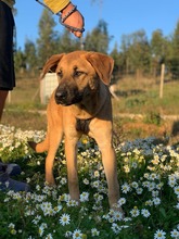 LARA, Hund, Mischlingshund in Portugal - Bild 11