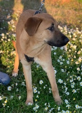LARA, Hund, Mischlingshund in Portugal - Bild 14