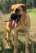 LARA, Hund, Mischlingshund in Portugal - Bild 3