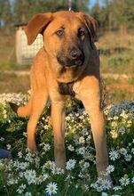 LARA, Hund, Mischlingshund in Portugal - Bild 8