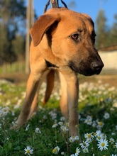 LARA, Hund, Mischlingshund in Portugal - Bild 9