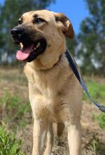 LOLITA, Hund, Mischlingshund in Portugal - Bild 1