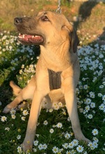 LOLITA, Hund, Mischlingshund in Portugal - Bild 11