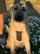 LOLITA, Hund, Mischlingshund in Portugal - Bild 12