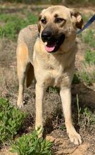 LOLITA, Hund, Mischlingshund in Portugal - Bild 2