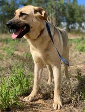 LOLITA, Hund, Mischlingshund in Portugal - Bild 3