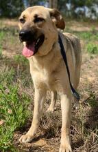 LOLITA, Hund, Mischlingshund in Portugal - Bild 4
