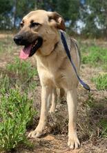 LOLITA, Hund, Mischlingshund in Portugal - Bild 5