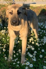 LOLITA, Hund, Mischlingshund in Portugal - Bild 7