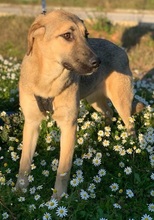 LOLITA, Hund, Mischlingshund in Portugal - Bild 9