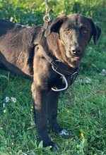 LORD, Hund, Labrador Retriever-Mix in Portugal - Bild 10