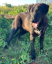 LORD, Hund, Labrador Retriever-Mix in Portugal - Bild 12