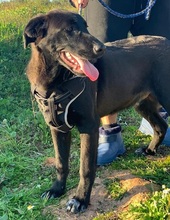 LORD, Hund, Labrador Retriever-Mix in Portugal - Bild 19