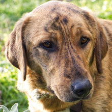 DINO, Hund, Mischlingshund in Griechenland