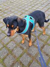 MERLIN, Hund, Mischlingshund in Karlsbad - Bild 4