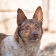 JAX, Hund, Mischlingshund in Rumänien - Bild 1