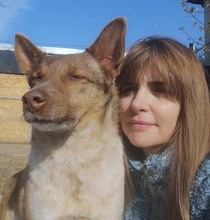 JAX, Hund, Mischlingshund in Rumänien - Bild 10