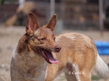 JAX, Hund, Mischlingshund in Rumänien - Bild 2