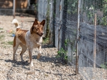 JAX, Hund, Mischlingshund in Rumänien - Bild 3