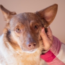 JAX, Hund, Mischlingshund in Rumänien - Bild 4