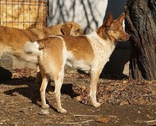 JAX, Hund, Mischlingshund in Rumänien - Bild 6