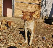 JAX, Hund, Mischlingshund in Rumänien - Bild 9