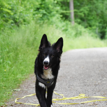 HERMANN, Hund, Border Collie in Bollschweil - Bild 2