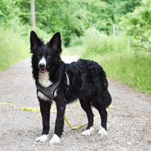 HERMANN, Hund, Border Collie in Bollschweil - Bild 3