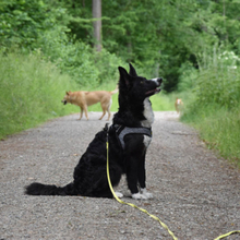 HERMANN, Hund, Border Collie in Bollschweil - Bild 4