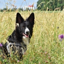 HERMANN, Hund, Border Collie in Bollschweil - Bild 5