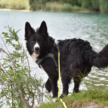 HERMANN, Hund, Border Collie in Bollschweil - Bild 6