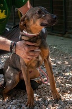 FRITZ, Hund, Mischlingshund in Griechenland - Bild 1