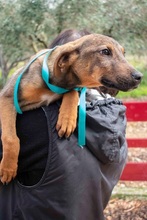 FRITZ, Hund, Mischlingshund in Griechenland - Bild 10