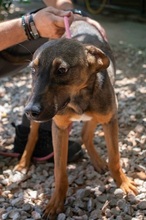 FRITZ, Hund, Mischlingshund in Griechenland - Bild 2