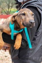 FRITZ, Hund, Mischlingshund in Griechenland - Bild 4