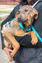 FRITZ, Hund, Mischlingshund in Griechenland - Bild 5