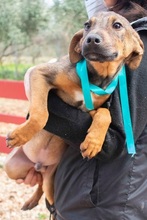 FRITZ, Hund, Mischlingshund in Griechenland - Bild 6