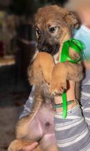 DAVINCI, Hund, Mischlingshund in Griechenland - Bild 2