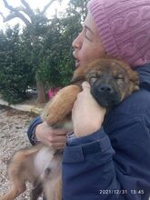 DAVINCI, Hund, Mischlingshund in Griechenland - Bild 5