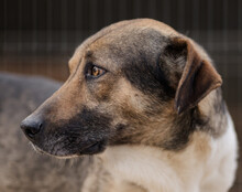 ROBI, Hund, Mischlingshund in Kroatien