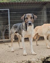 ROBI, Hund, Mischlingshund in Kroatien - Bild 10