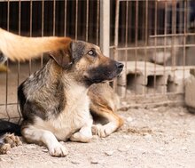 ROBI, Hund, Mischlingshund in Kroatien - Bild 13